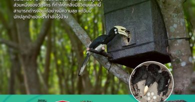 TOAVH ชวนวิ่งการกุศล ระดมทุนสร้างโพรงรังเทียมสำหรับนกเงือก